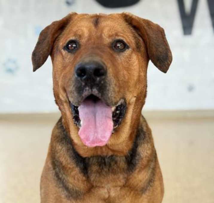 Photo of Sadie
