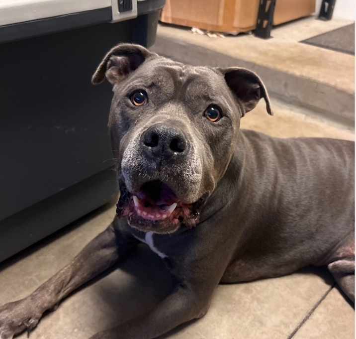 Photo of Bowser