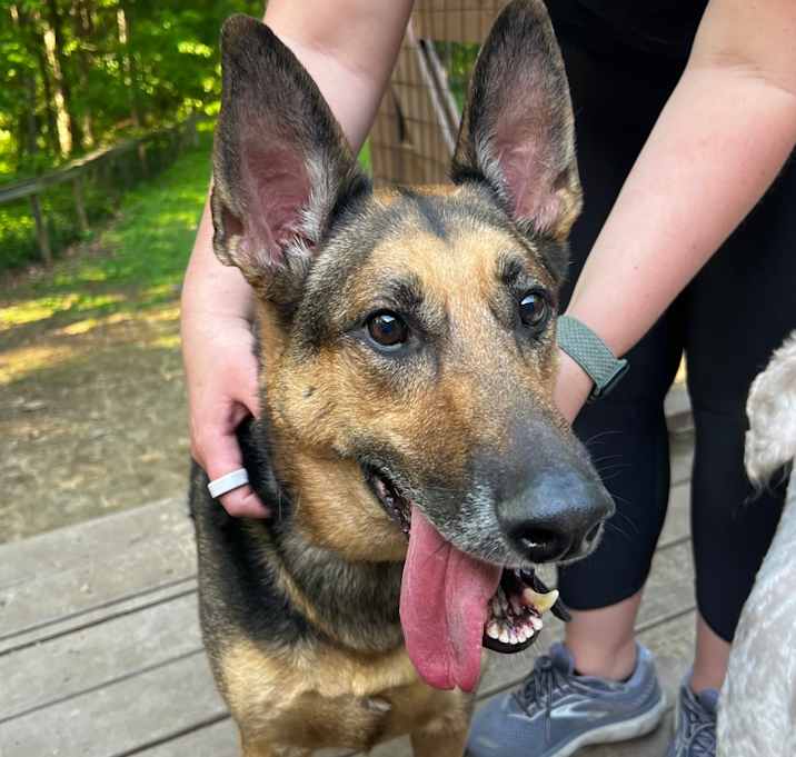 Photo of Shadow