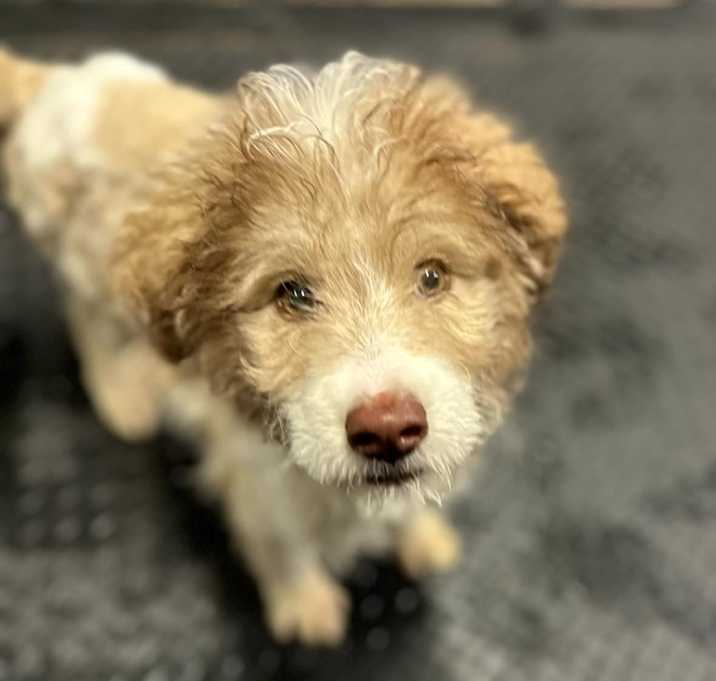 Photo of Roo