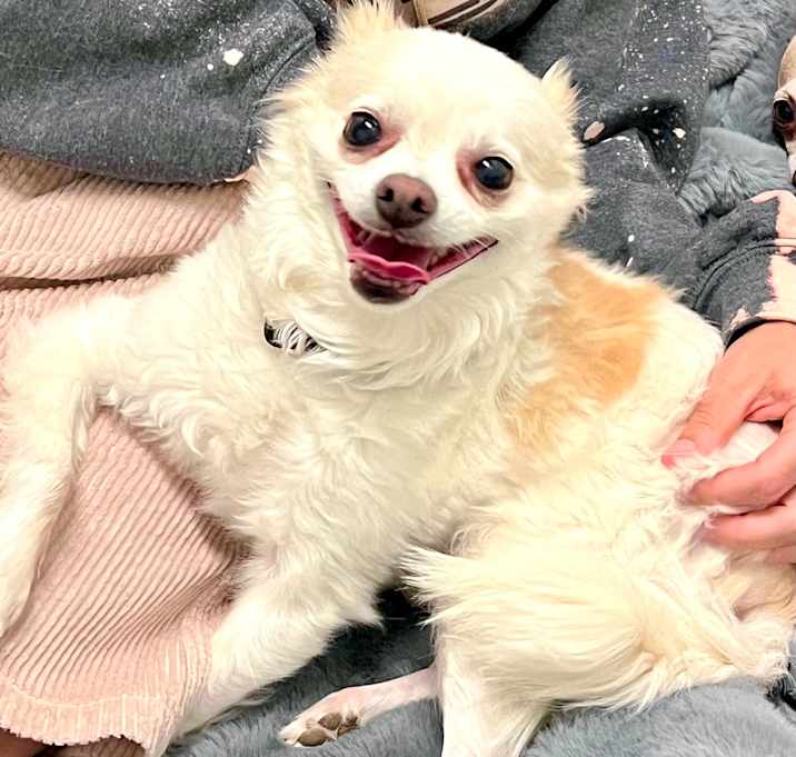 Photo of Cosmo