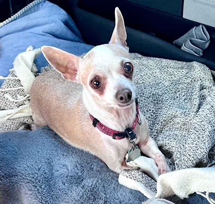 Photo of Shylo