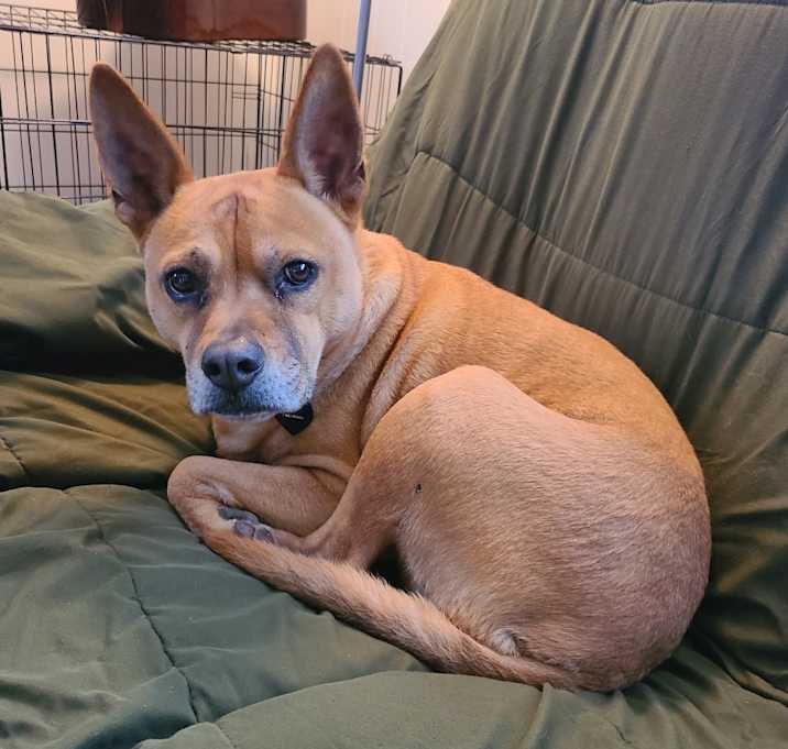 Photo of Schatzi