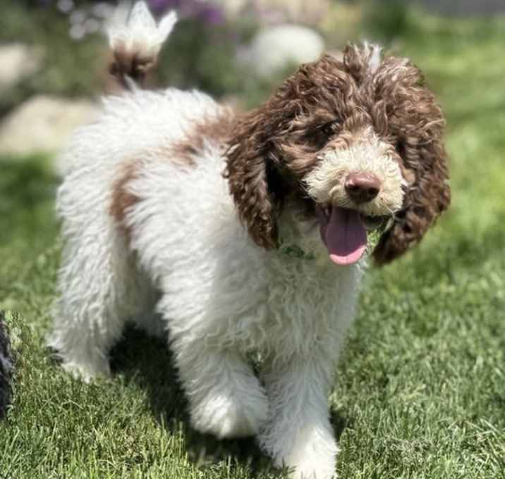 Photo of Tedley