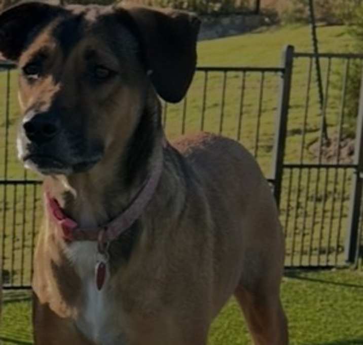 Photo of Rosie