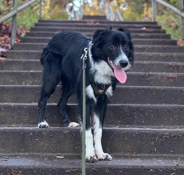 Photo of Milo