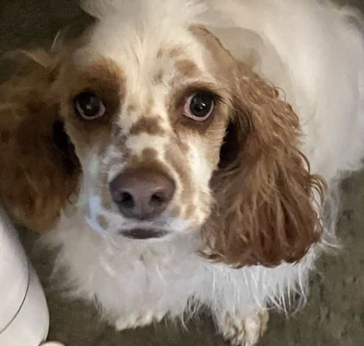 Photo of Ollie