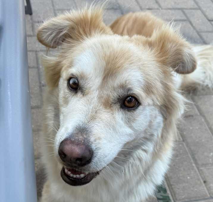 Photo of Biscuit