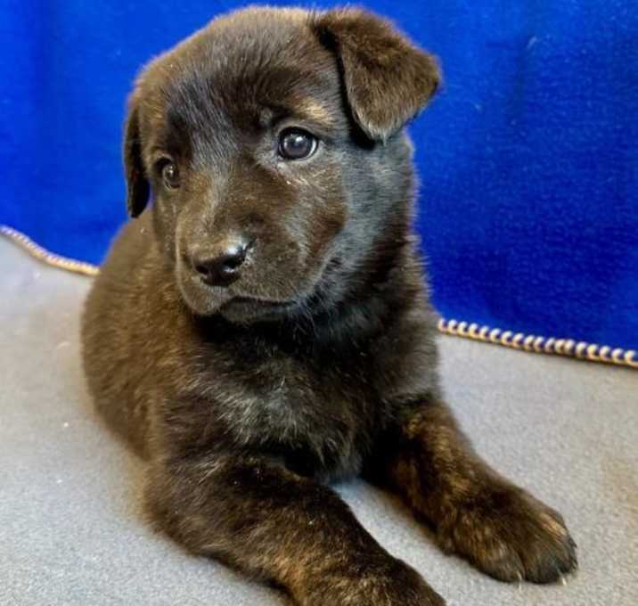 Photo of Lyra