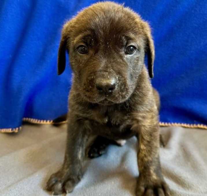 Photo of Sirius