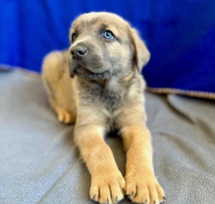 Photo of Astro
