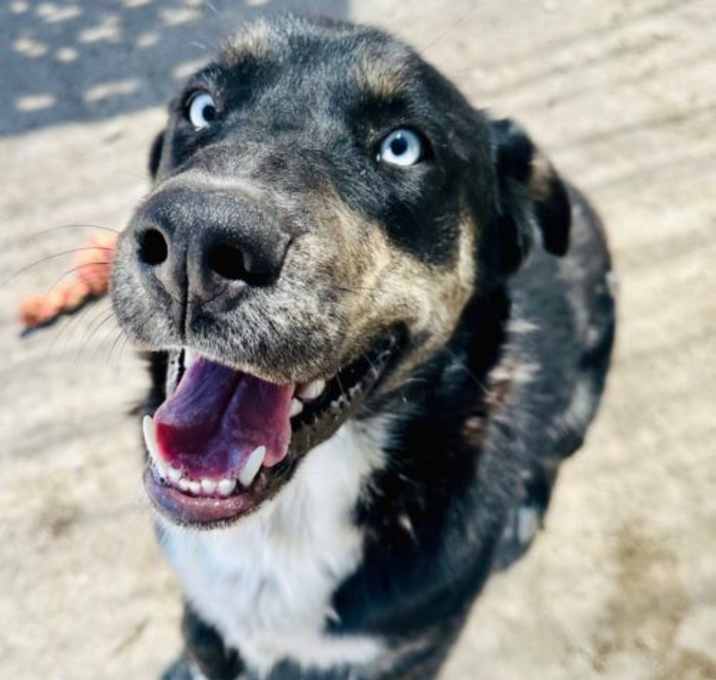 Photo of Buck