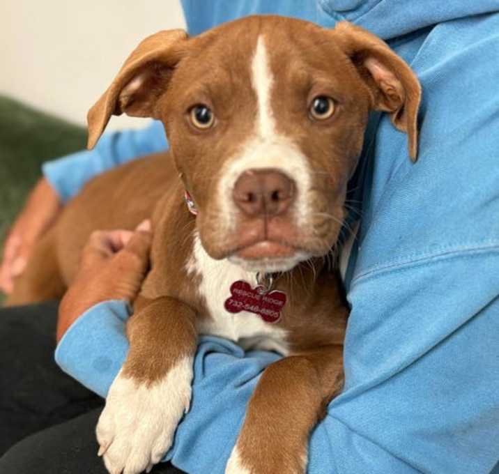 Photo of Bronco