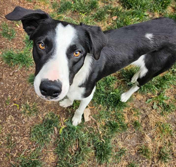 Photo of Cosmo