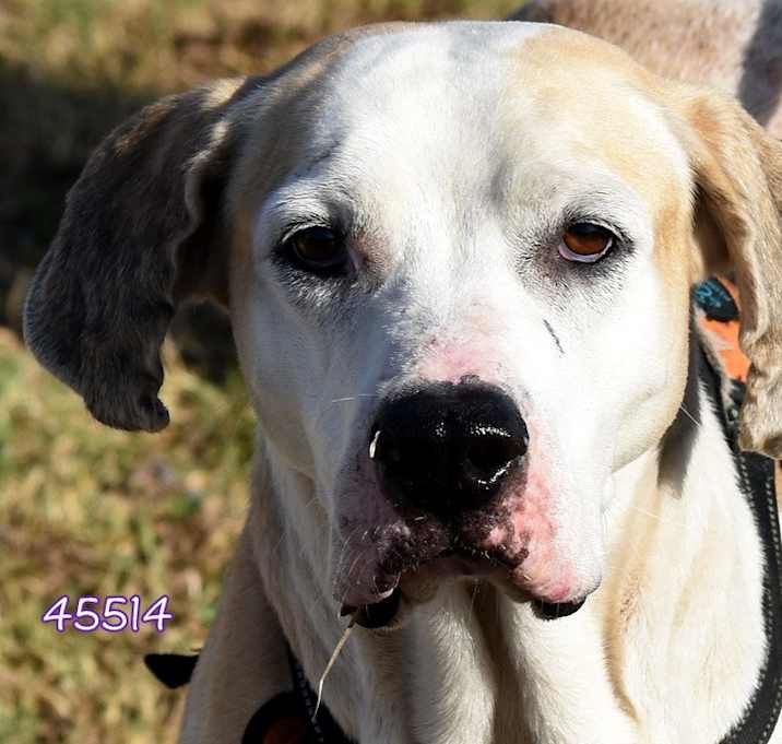 Photo of Buck