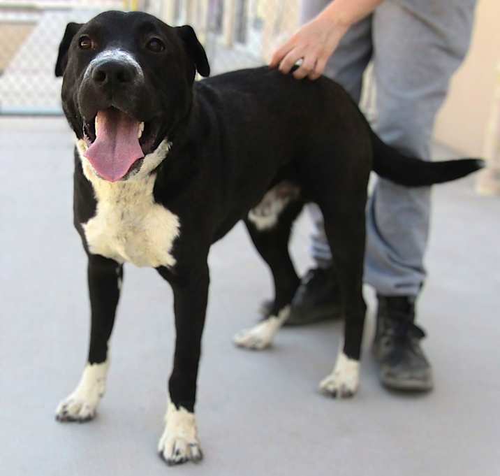 Photo of Bandit