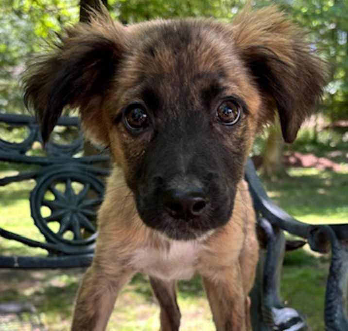 Photo of Razell Roo in CT