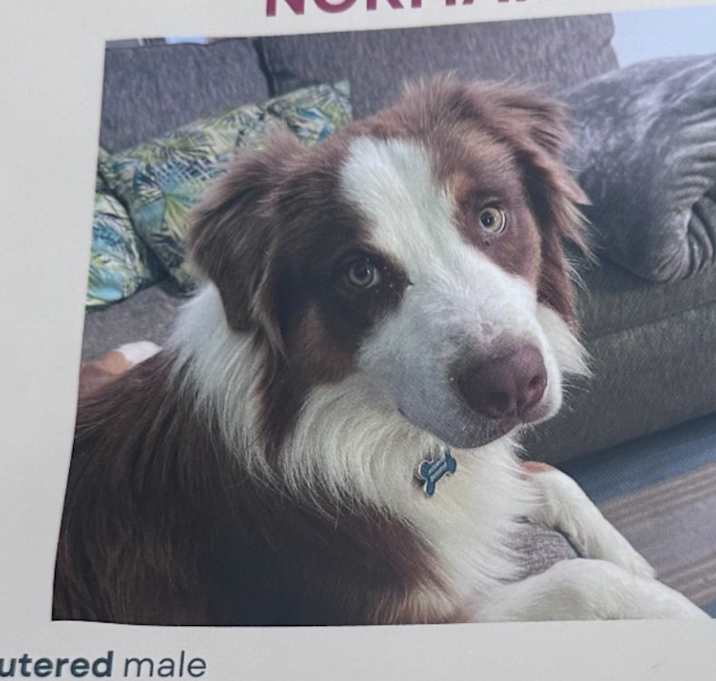 Photo of Norman