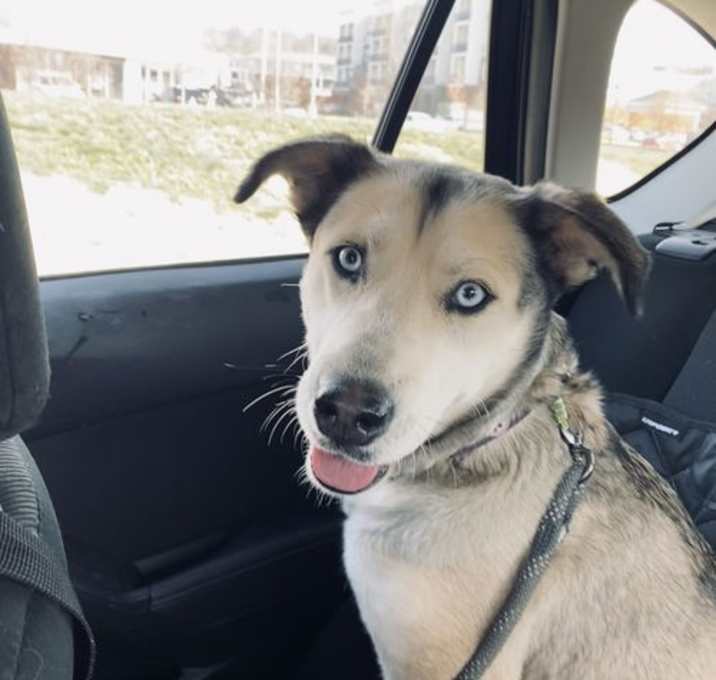 Photo of ASIA  OLD SOUL HUSKY