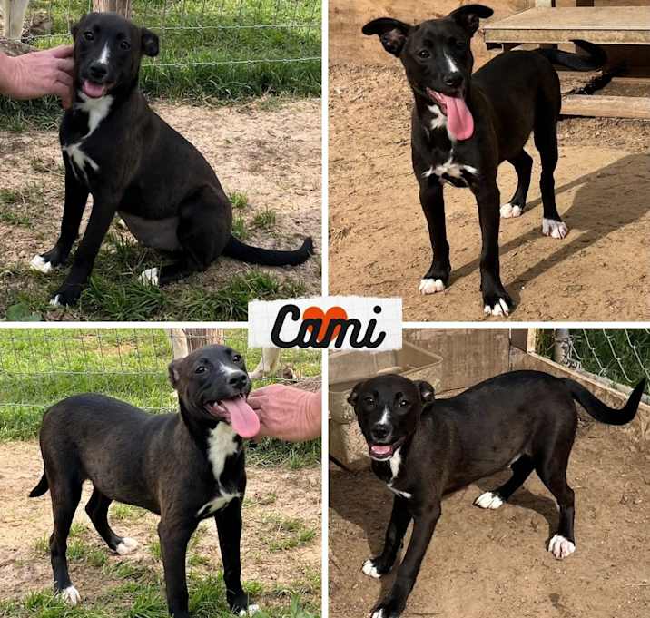 Photo of Cami