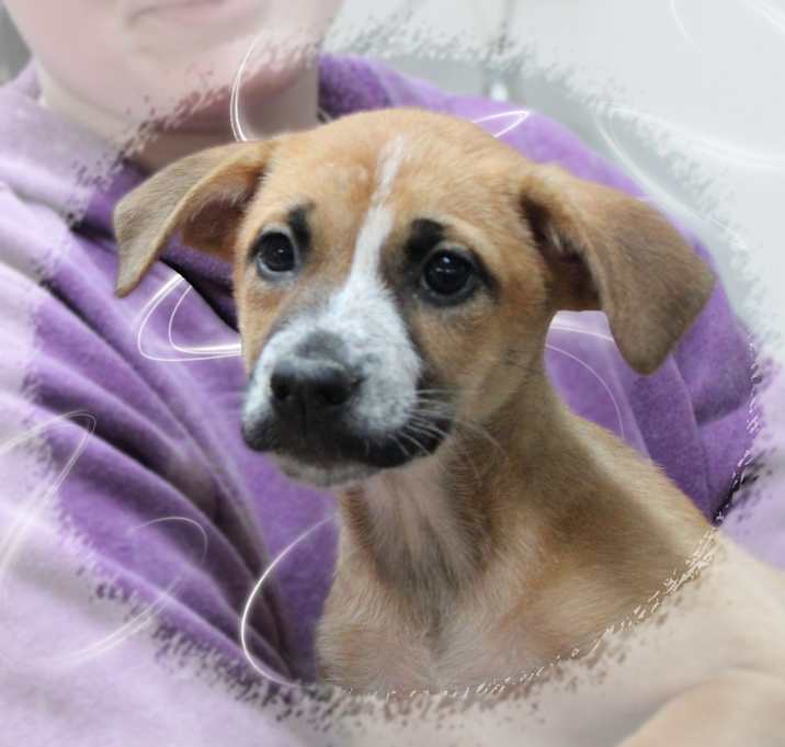 Photo of Lacey