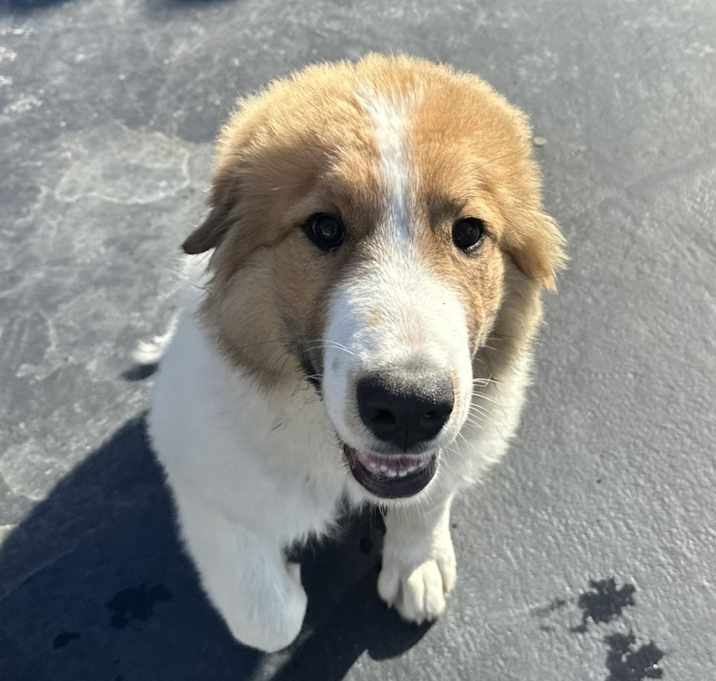 Photo of Brutus