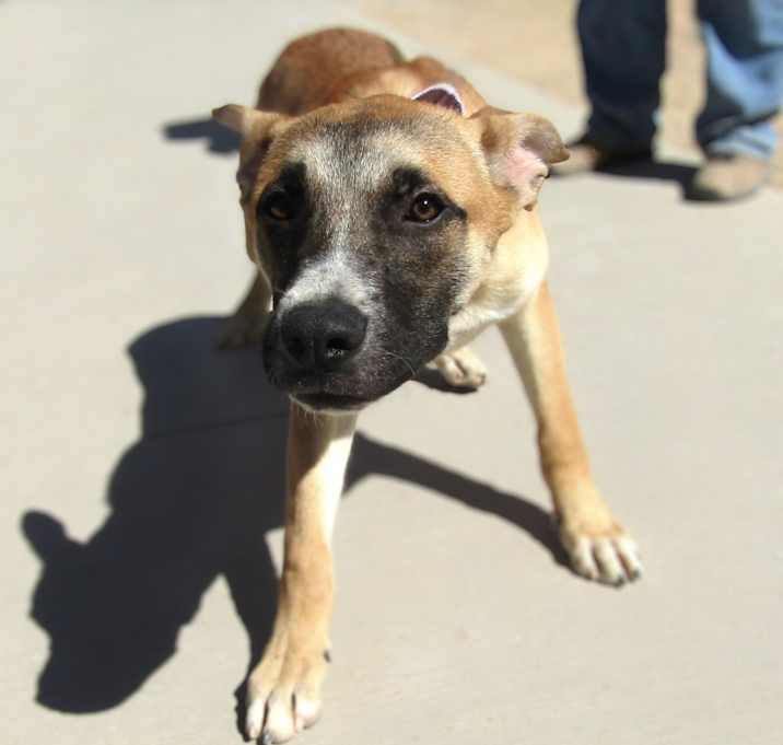 Photo of Dexter 