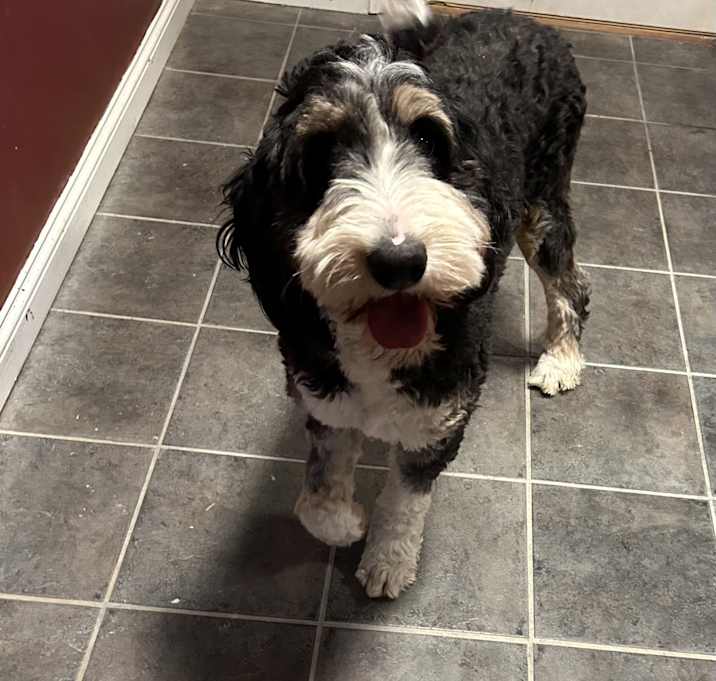 Photo of Nice dog Shelby