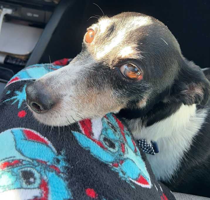 Photo of Buddy