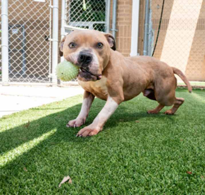 Photo of Bruiser-VIP
