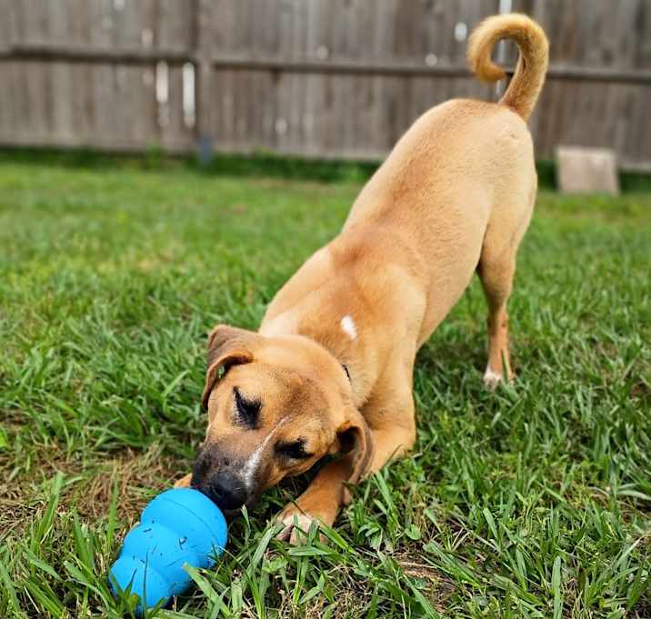 Photo of Clover