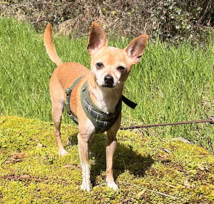 Photo of Prancer