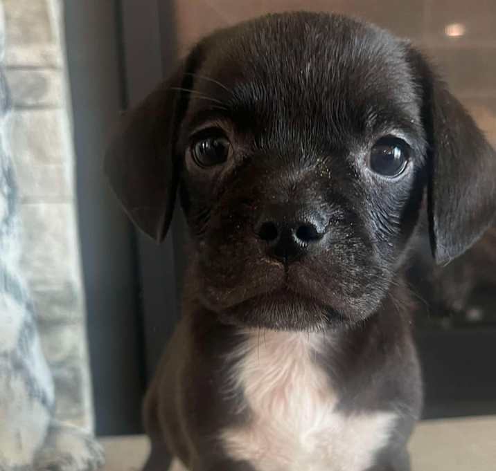 Photo of Wasabi
