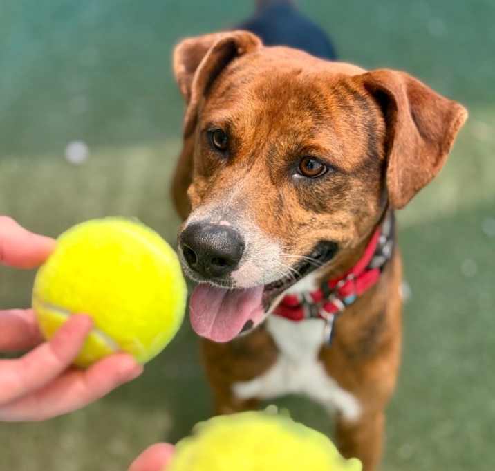 Photo of Duke