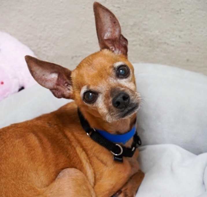 Photo of Choocho
