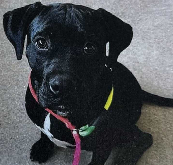 Photo of Layla