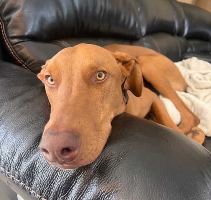 Photo of Taz