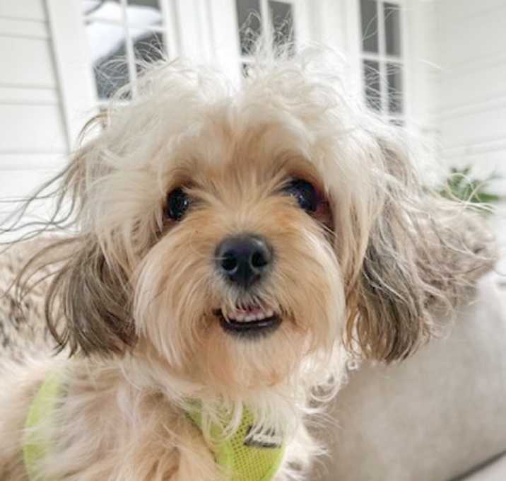 Photo of Bella