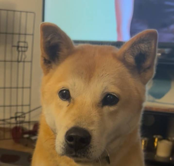 Photo of Sora