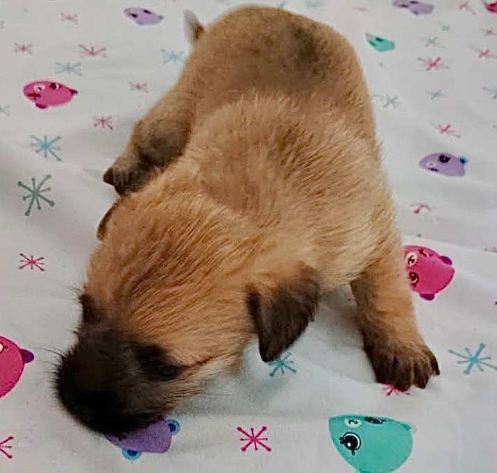 Photo of Amber- Diamond puppy 3