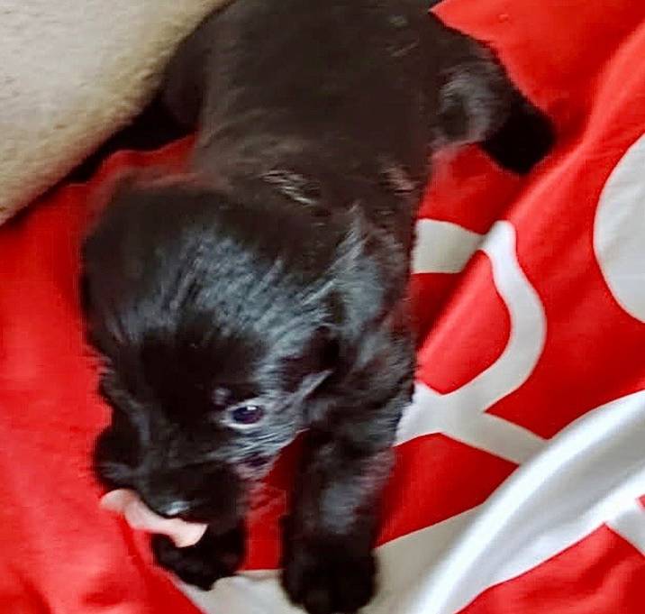 Photo of Gemma- Diamond puppy 2
