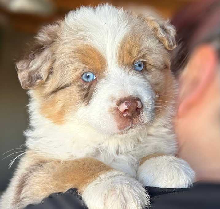 Photo of Brownie