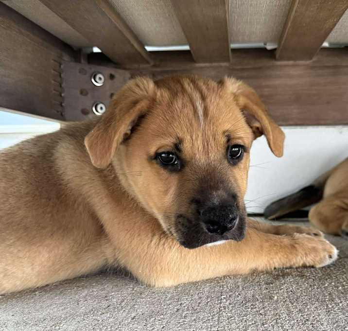 Photo of Biscuit