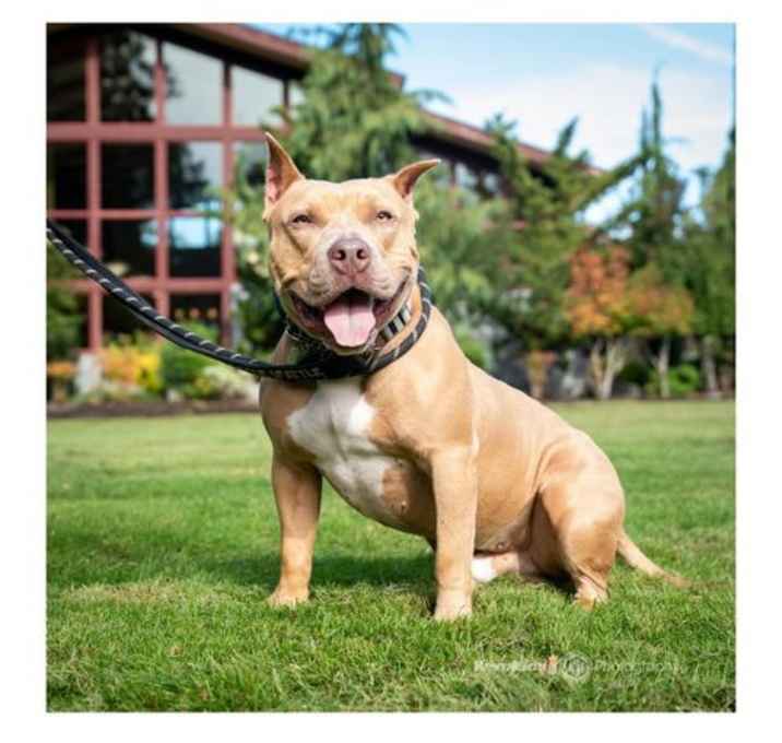 Photo of Ryder