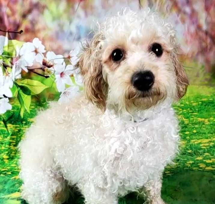 Photo of Penelope