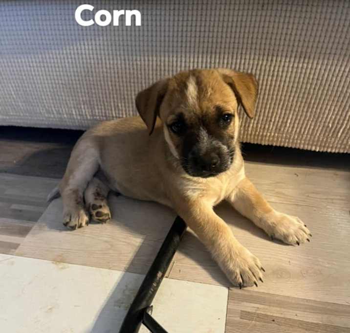 Photo of Corn