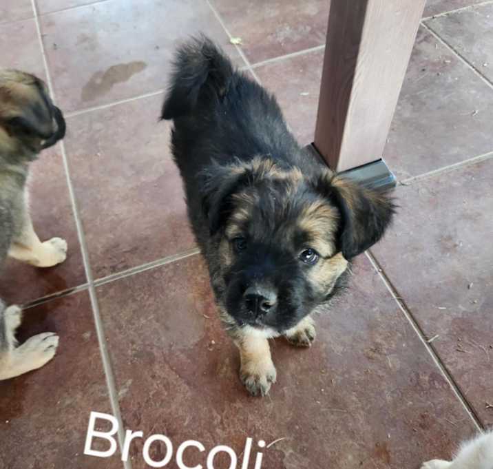 Photo of Broccoli