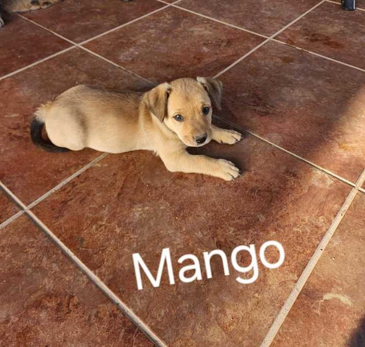 Photo of Mango
