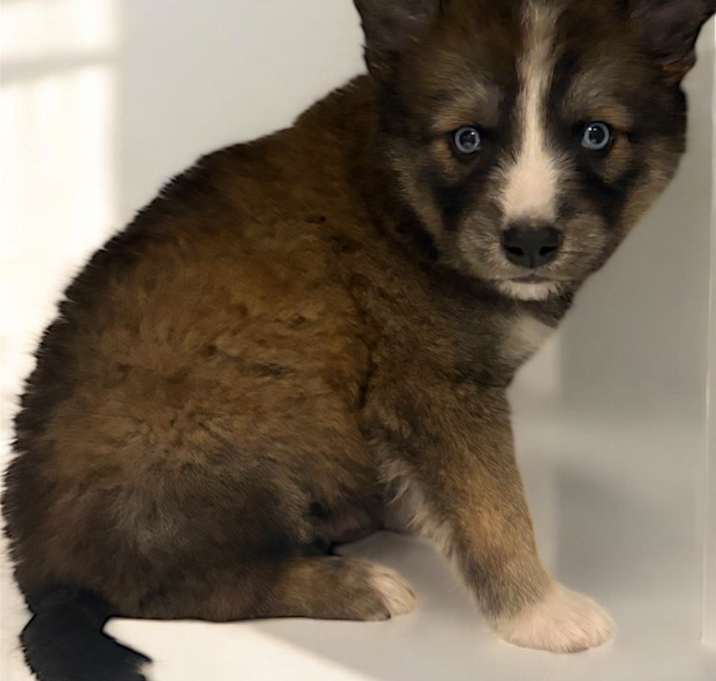 Photo of Ranger