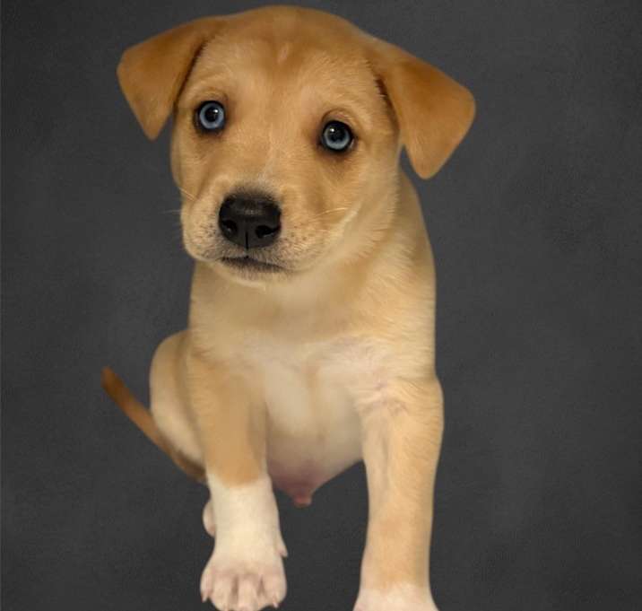 Photo of Briar
